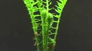 Time Lapse / Папоротник - ускорение жизни
