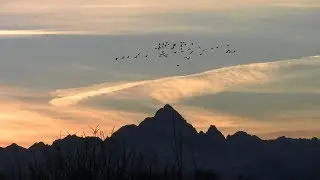 Gru svernanti a Racconigi