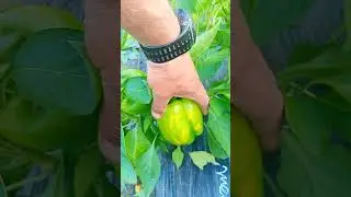 мой мини огород