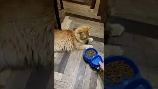 Леон РыжулЯ не хочет кушать