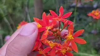 Fases do Desenvolvimento dos Epidendruns Coloridos de Hastes Eretas