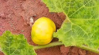 There's a pumpkin growing in my garden!!