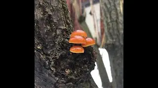 Vinterskivling - Flammulina velutipes - Enoki