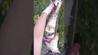 Профессиональное удаление берёзы в посёлке Комарово