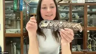 Explorer Classroom | Weird and Wacky Wildlife! with Lucy Houliston