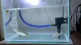 arwana green pino
