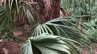 Palm Leaves Walk in Green Cay Wetlands