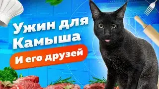 Как мы кормим диких котов: пошаговая инструкция 😸