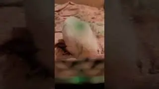 Задремала пташка.