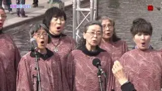 The Sakura Festival  ストックホルムで開春さくら祭り (2017)