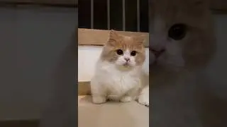 The cat is so cute 😻💕
