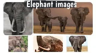 Elephant IMAGES Hathi images Elephants 4K Videos Status New videos Elephants and Hathi Kids new