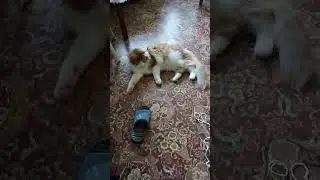Тимон не отдает тапок, обиделся...