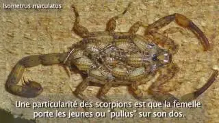 Les Scorpions. Ces arachnides à aiguillon (Michel Delarue et Christian Aimar).