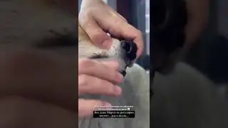 🦷 МАРТИ ЧИСТЯТ ЗУБЫ - СТОРИС ЭДИСОН МАЙНКРАФТ 