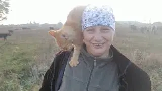 Утренняя дойка Первое доение аппаратом Ночку  Телята на пастбище