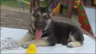 Щенок ВЕО из Невского Десанта