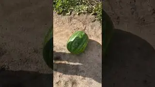 Watermelon Manchester Viber/WP/Telegram 89128475201