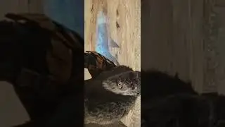 Godzilla did kong dirty/AJ/Comedy