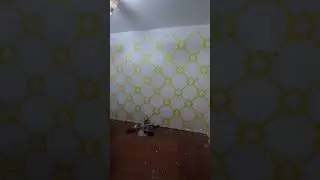 ремонти хона