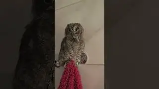 Принес еды, накормил домашнею сову. #сплюшка