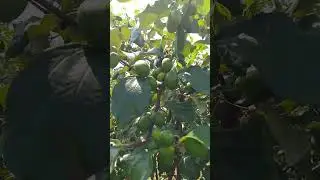 Apple bor 🍏🍏🍏🍏🍏