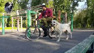Велопрогулка с среднеазиатской овчаркой.  Как приучить волкодава к велосипеду.