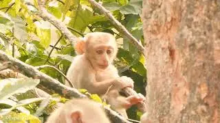 Monkey Baby Adorable Play Away from Mom