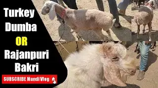 Turkey Chaki Wala  Dumba or Rajanpuri Bakri | Korangi Dhai Bakra Mandi | Mandi Vlog