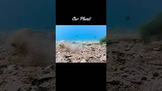 collects shells
