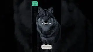 SIGMA || Why wolf is called Sigma ?? || Interesting Information for you|| #fact #motivation #new