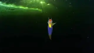 Видеозарисовка 
