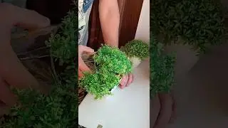 Неожиданный конец