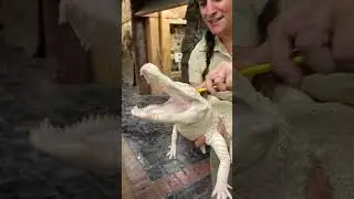 Albino Gator SMILES While Getting A Bath 😳🐊🧼