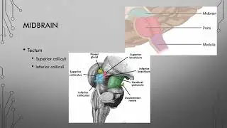 8 brainstem
