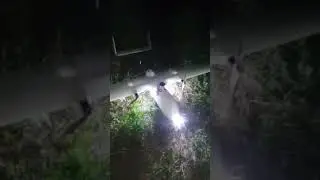 Night landing Trichogramma