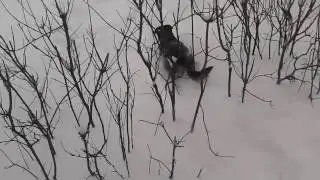 Цезарь