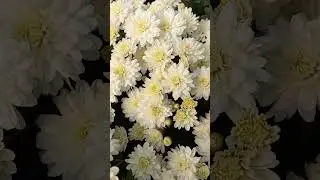 Белые хризантемы, мультифлора , шаровидная хризантема.