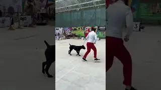Первая взрослая победа CW, ЛЮ,ЮСАС #canecorsoitaliano #канекорсо #canecorso #dog #выставкасобак