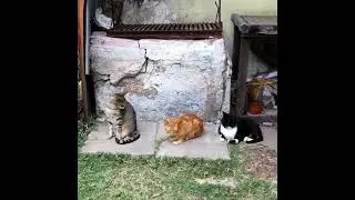 ПУШИСТИКИ ЗЕВАЮТ ДРУГ ЗА ДРУГОМ #кисонька #котик #кошка #котики #кошки #кот #смешныеживотные