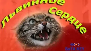 Кот атакует собаку .бойцовский злой Кот !!!