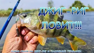 Окунь на Джиг-Риг и пассивные приманки!