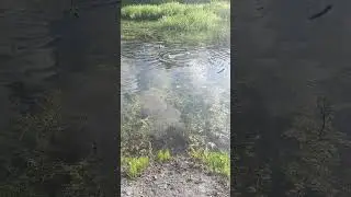 Best Buddies Frolicking🤗🏞🌄🐾🐾 Найт и Дружок очень веселятся на Природе😃🐾🐾🌄🏞