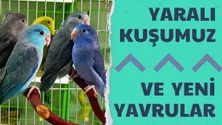 YARALI KUŞ NE DURUMDA - ÜRETİMHANE YAVRU DOLDU TAŞTI