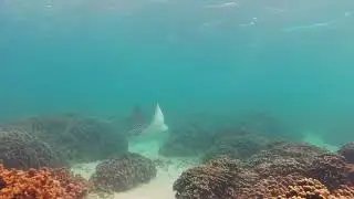 Eagle Ray, Coral Island Reef