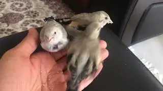 Goldfinch Breeding