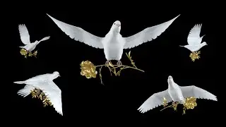 Holiday Dove with Golden Flower - Flying Loops and Transitions