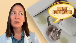 Cat Peeing Outside of the Litter Box? A Vet Explains Why