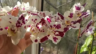 Домашнее цветение Орхидеи Бабочки! 😍🥰😘