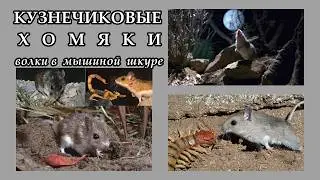 КУЗНЕЧИКОВЫЕ ХОМЯЧКИ - "Волки" в мышиной шкуре